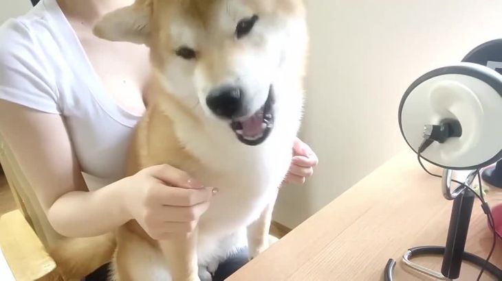 柴犬ASMR主播咀嚼声治愈视频在线播放 - 暖阳宠物频道