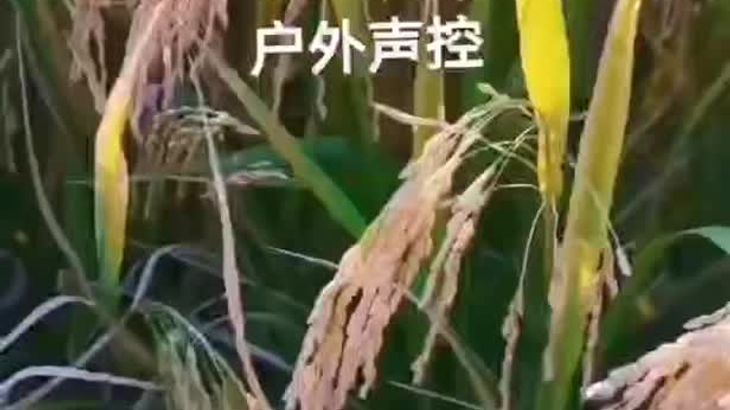 六六ASMR在线视频：轻柔耳语与沉浸式声控助眠体验