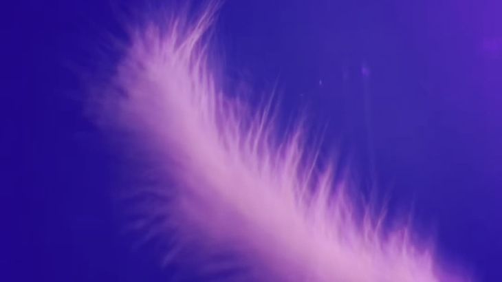 娜娜Sweet ASMR在线播放：高质量助眠视频沉浸式放松体验