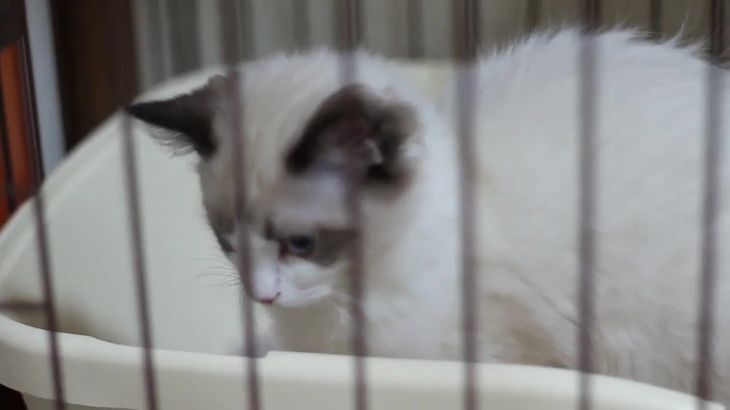 MKTKOTO日本ASMR主播在线播放：沉浸式助眠视频体验