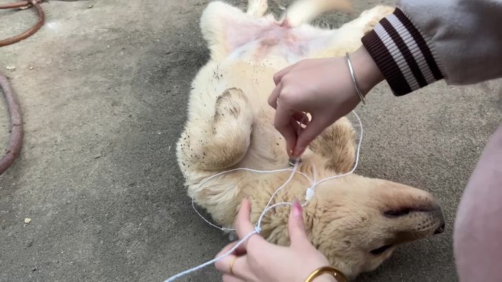 六六ASMR助眠视频在线播放 - 声控哄睡触发音专业体验